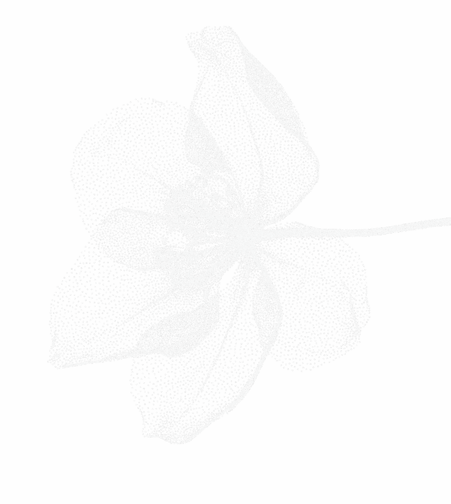 White outline of flower from the right with with a long flower peddles
