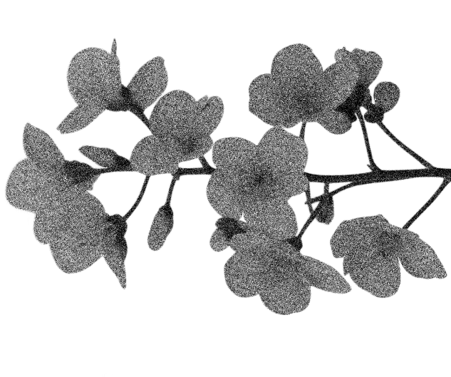 Black and white flower with large flowers on branch