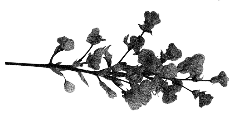 Black silhouette of a flowering branch with leaves and small blossoms on a transparent background.